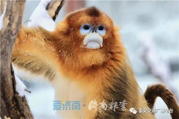 春秋动物有特出，三四八取其尾数打一准确生肖，全面释义、实证解答解释落实